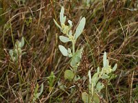 Atriplex pedunculata 3, Gesteelde zoutmelde, Saxifraga-Peter Meininger