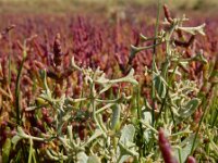 Atriplex pedunculata 30, Gesteelde zoutmelde, Saxifraga-Ed Stikvoort