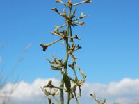 Atriplex pedunculata 31, Gesteelde zoutmelde, Saxifraga-Ed Stikvoort