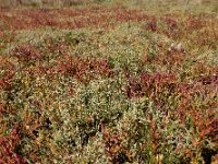 Atriplex pedunculata 33, Gesteelde zoutmelde, Saxifraga-Ed Stikvoort