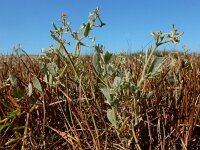 Atriplex pedunculata 34, Gesteelde zoutmelde, Saxifraga-Ed Stikvoort