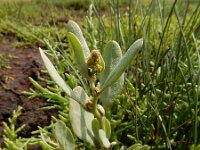 Atriplex pedunculata 36, Gesteelde zoutmelde, Saxifraga-Ed Stikvoort