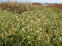 Atriplex pedunculata 6, Gesteelde zoutmelde, Saxifraga-Ed Stikvoort
