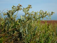 Atriplex pedunculata 7, Gesteelde zoutmelde, Saxifraga-Ed Stikvoort