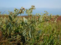 Atriplex pedunculata 8, Gesteelde zoutmelde, Saxifraga-Ed Stikvoort