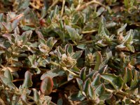 Atriplex semibaccata 4, Saxifraga-Ed Stikvoort