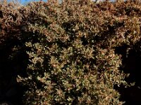 Atriplex semibaccata 5, Saxifraga-Ed Stikvoort