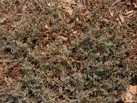 Atriplex semibaccata 6, Saxifraga-Ed Stikvoort