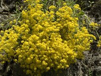 Aurinia saxatilis ssp saxatilis 3, Saxifraga-Jan van der Straaten