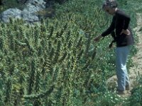 Austrocylindropuntia subulata 8, Saxifraga-Jan van der Straaten