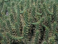 Austrocylindropuntia subulata 9, Saxifraga-Jan van der Straaten