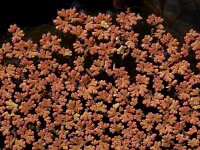 Azolla filiculoides 13, Grote kroosvaren, Saxifraga-Ed Stikvoort