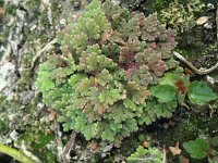 Azolla filiculoides 4, Grote kroosvaren, Saxifraga-Rutger Barendse