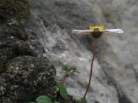 Bellium bellidoides 3, Saxifraga-Rutger Barendse