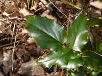 Berberis aquifolium 7, Mahonie, Saxifraga-Rutger Barendse