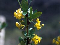 Berberis hispanica 3, Saxifraga-Jan van der Straaten