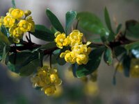 Berberis hispanica 4, Saxifraga-Jan van der Straaten