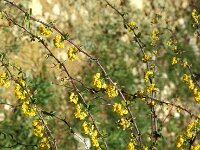 Berberis hispanica 5, Saxifraga-Piet Zomerdijk