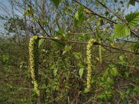 Betula pendula 15, Ruwe berk, Saxifraga-Rutger Barendse