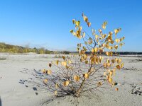 Betula pendula 32, Ruwe berk, Saxifraga-Rutger Barendse
