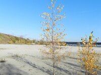 Betula pendula 33, Ruwe berk, Saxifraga-Rutger Barendse