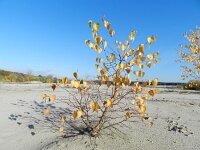 Betula pendula 34, Ruwe berk, Saxifraga-Rutger Barendse