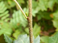 Betula pendula 36, Ruwe berk, Saxifraga-Rutger Barendse