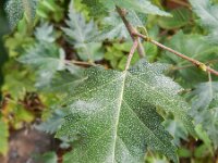 Betula pendula 37, Ruwe berk, Saxifraga-Rutger Barendse