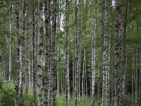 Trunks of Silver Birches, Glaskogens Nature reserve, Värmland, Sweden  Trunks of Silver birches, Glaskogens Nature reserve, Värmland, Sweden : Betula pendula, birch, birch forest, forest, Glaskogen, many, nature reserve, silver birch, straight, Sweden, tree, trees, trunk, trunks, Värmland