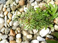 Bidens triplinerva 2, Saxifraga-Rutger Barendse