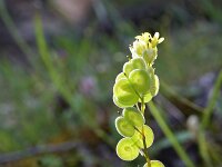 Biscutella didyma 10, Saxifraga-Jeroen Willemsen