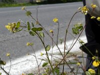Biscutella didyma 12, Saxifraga-Peter Meininger