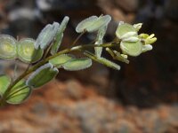 Biscutella didyma 13, Saxifraga-Peter Meininger