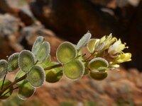 Biscutella didyma 14, Saxifraga-Peter Meininger