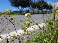 Biscutella didyma 15, Saxifraga-Peter Meininger