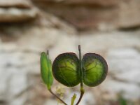 Biscutella didyma 16, Saxifraga-Rutger Barendse