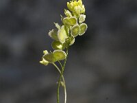 Biscutella didyma 2, Saxifraga-Jan van der Straaten