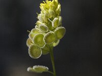 Biscutella didyma 3, Saxifraga-Jan van der Straaten
