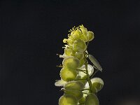 Biscutella didyma 4, Saxifraga-Jan van der Straaten