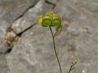 Biscutella didyma 5, Saxifraga-Jan van der Straaten