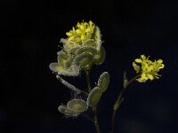 Biscutella didyma 6, Saxifraga-Willem van Kruijsbergen