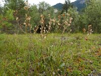 Biscutella laevigata 10, Saxifraga-Ed Stikvoort
