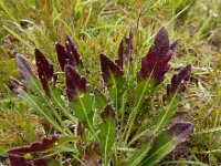 Biscutella laevigata 12, Saxifraga-Ed Stikvoort