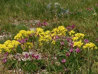 Biscutella laevigata 13, Saxifraga-Harry Jans