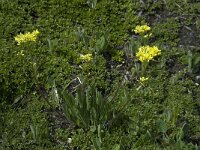 Biscutella laevigata ssp laevigata 1, Saxifraga-Willem van Kruijsbergen
