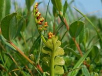 Botrychium lunaria 17, Gelobde maanvaren, Saxifraga-Ed Stikvoort