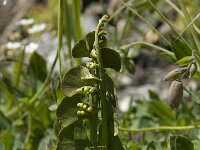 Botrychium lunaria 3, Gelobde maanvaren, Saxifraga-Willem van Kruijsbergen