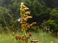 Botrychium lunaria 32, Gelobde maanvaren, Saxifraga-Ed Stikvoort