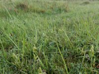 Botrychium lunaria 33, Gelobde maanvaren, Saxifraga-Ed Stikvoort