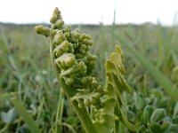 Botrychium lunaria 40, Gelobde maanvaren, Saxifraga-Ed Stikvoort